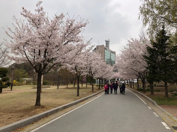 보라매공원의 꽃이 핀 모습이다. 인근 주민들이 공원 길을 걷고 있다.