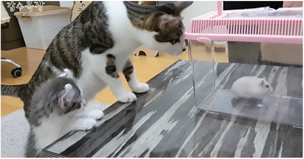 ‘태어나 처음으로 쥐를 본 반응‘ 영상에서 고양이가 햄스터를 보고 있다. 자료: 유튜브 ‘갑수목장