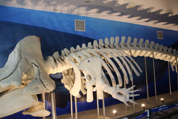 강화자연사박물관 1층 로비에 전시된 향유고래의 뼈다.